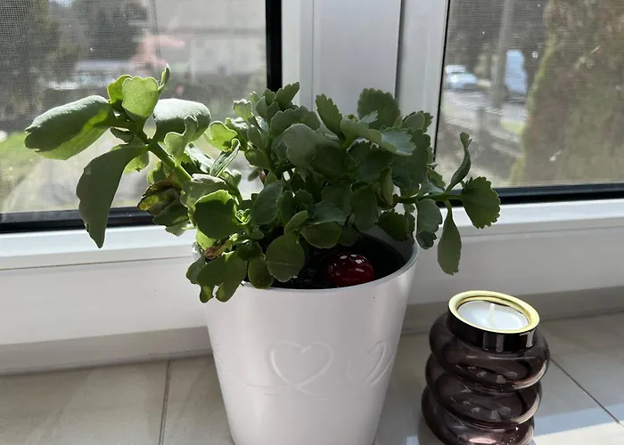 Konig Appartement *